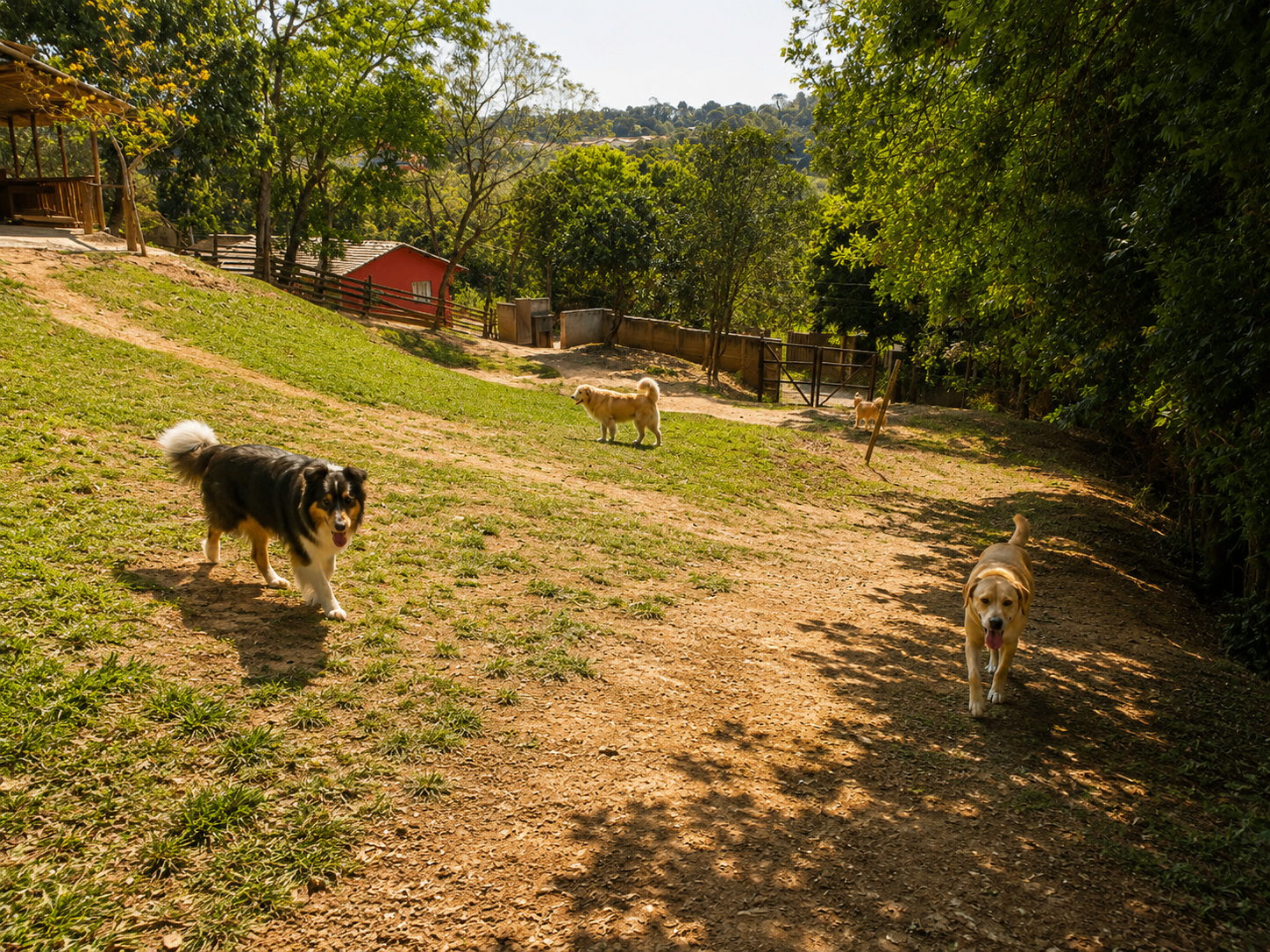 Área do Refúgio Aumigo com cães circulando livremente e segurança